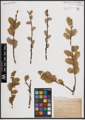 Foto von Salix caprea L.